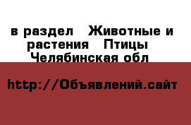  в раздел : Животные и растения » Птицы . Челябинская обл.